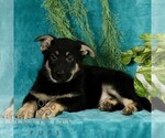Small Photo #3 German Shepherd Dog Puppy For Sale in PARADISE, PA, USA