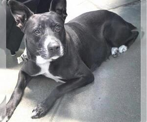 American Pit Bull Terrier-Unknown Mix Dogs for adoption in Houston, TX, USA