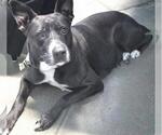 NOCHE - Female American Pit Bull Terrier-Unknown Mix Dog for Adoption - Small photo