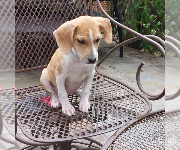 Medium Photo #4 Mutt Puppy For Sale in Washington, DC, USA