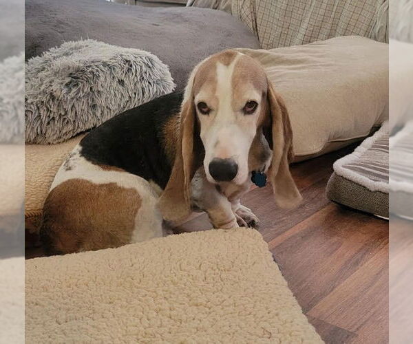 Medium Photo #1 Basset Hound Puppy For Sale in Las Vegas, NV, USA
