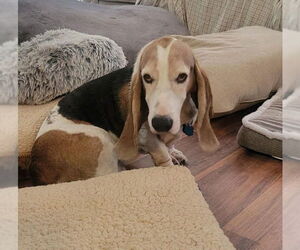 Basset Hound Dogs for adoption in Las Vegas, NV, USA
