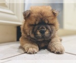 Small #7 Chow Chow