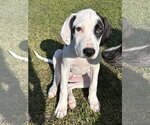 Small #1 Mutt