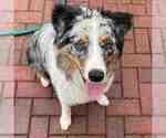 Small Photo #4 Border-Aussie Puppy For Sale in FLORAL PARK, NY, USA