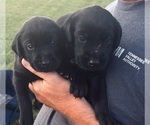 Small #3 Labrador Retriever