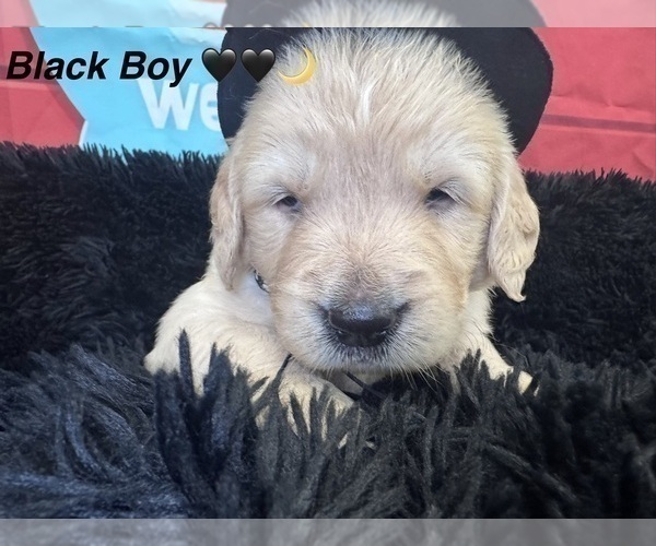 Medium Photo #8 Golden Retriever Puppy For Sale in ORLANDO, FL, USA