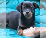 Small #4 Chiweenie