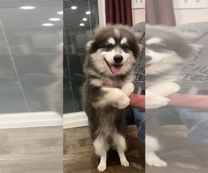 Pomsky Puppy for Sale in PITTSBURGH, Pennsylvania USA