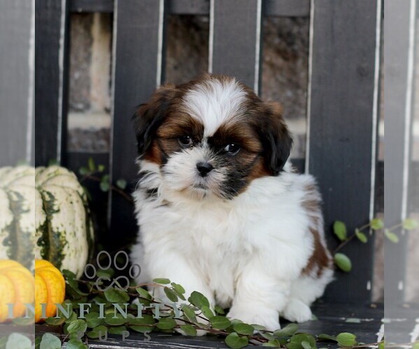 Medium Photo #1 Shih Tzu Puppy For Sale in GORDONVILLE, PA, USA