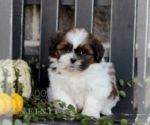 Shih Tzu Puppy for sale in GORDONVILLE, PA, USA