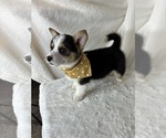 Small #2 Pembroke Welsh Corgi