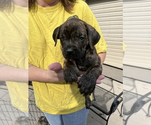 Cane Corso Puppy for sale in NEW TAZEWELL, TN, USA