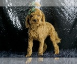 Small Photo #32 Maltipoo Puppy For Sale in WARSAW, IN, USA