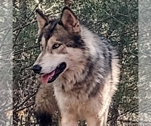 Medium Photo #1 Wolf Hybrid Puppy For Sale in JEFFERSON, TX, USA