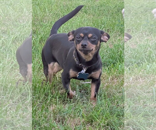Medium Photo #2 Chihuahua-Unknown Mix Puppy For Sale in Plainfield, IL, USA