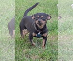 Small #1 Chihuahua Mix