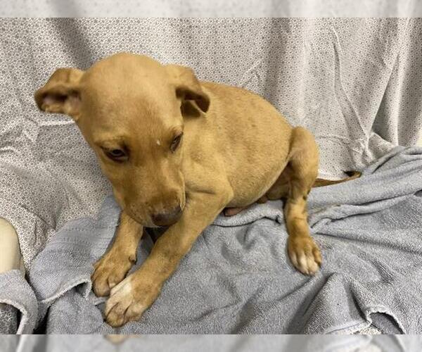 Medium Photo #1 Unknown-Vizsla Mix Puppy For Sale in Modesto, CA, USA