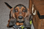 Small Photo #1 Basset Hound Puppy For Sale in DEER VALLEY, UT, USA