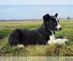 Small #4 Border Collie