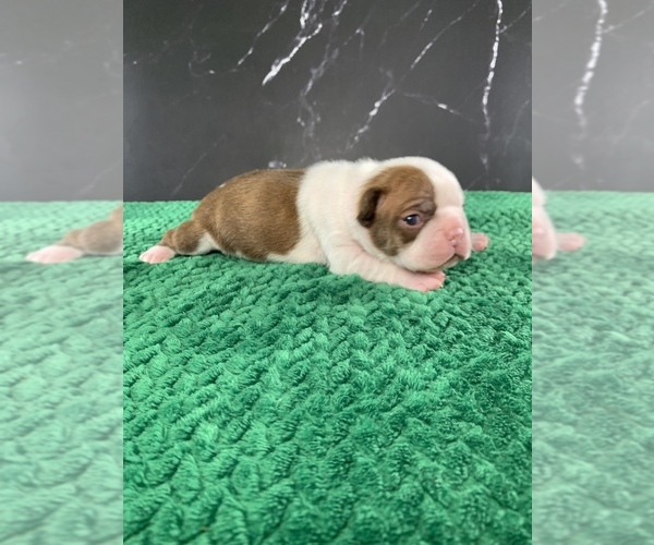 Medium Photo #12 Boston Terrier Puppy For Sale in TULARE, CA, USA