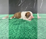 Small #11 Boston Terrier