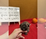 Small Photo #5 Pekingese Puppy For Sale in PLANO, TX, USA