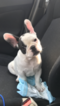 Small Photo #1 French Bulldog Puppy For Sale in EAST HAVEN, CT, USA
