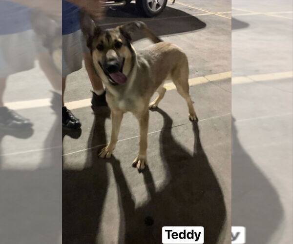 Medium Photo #7 German Shepherd Dog Puppy For Sale in Winston Salem, NC, USA