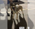 Small #6 German Shepherd Dog
