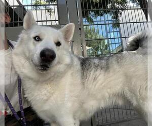 Siberian Husky-Unknown Mix Dogs for adoption in Martinez, CA, USA