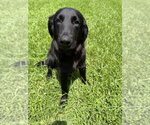 Small #2 Retriever  Mix
