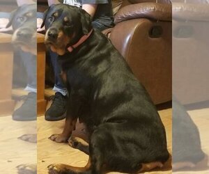 Mother of the Rottweiler puppies born on 08/01/2019