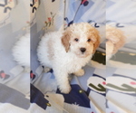 Small #10 Goldendoodle (Miniature)