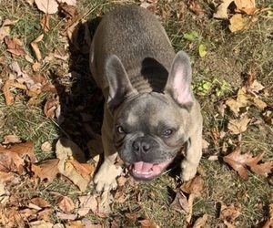 French Bulldog Puppy for sale in HAMPSTEAD, NC, USA