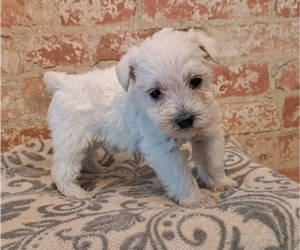 Schnauzer (Miniature) Puppy for sale in LAKEVILLE, OH, USA
