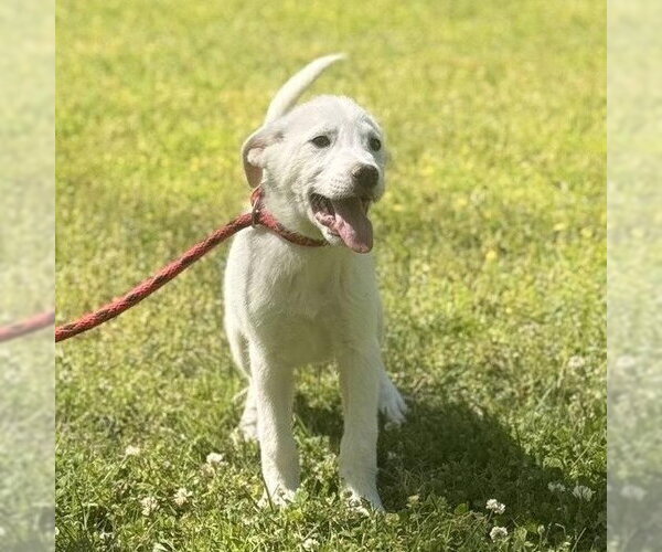 Medium Photo #2 Great Pyrenees Puppy For Sale in Yardley, PA, USA