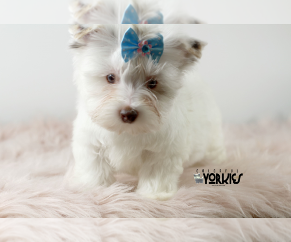 Medium Photo #9 Yorkshire Terrier Puppy For Sale in KELLER, TX, USA