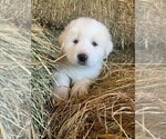 Small Photo #10 Great Pyrenees Puppy For Sale in MOUNT AIRY, NC, USA
