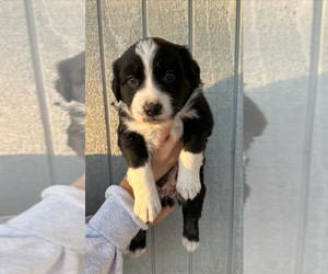 Australian Shepherd Puppy for sale in COLQUITT, GA, USA
