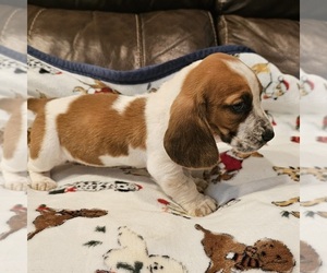 Basset Hound Puppy for sale in BERESFORD, SD, USA