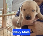 Puppy Navy Collar Labrador Retriever