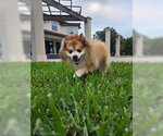 Small #4 Pomeranian