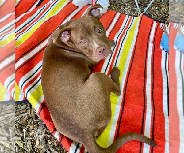 Medium Photo #16 Mutt Puppy For Sale in Canton, CT, USA