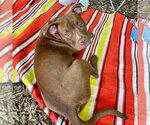Small Photo #16 Mutt Puppy For Sale in Canton, CT, USA