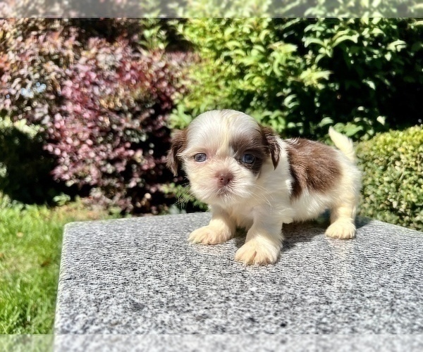 Medium Photo #1 Shih Tzu Puppy For Sale in HAYWARD, CA, USA