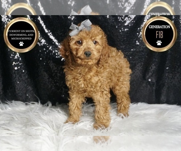 Medium Photo #1 Cavapoo Puppy For Sale in WARSAW, IN, USA