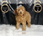 Puppy Tofu F1B Cavapoo