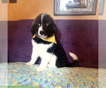 Small #2 Great Pyrenees Mix