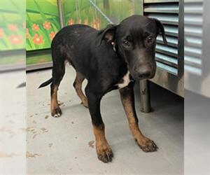 Rottweiler-Unknown Mix Dogs for adoption in Waco, TX, USA